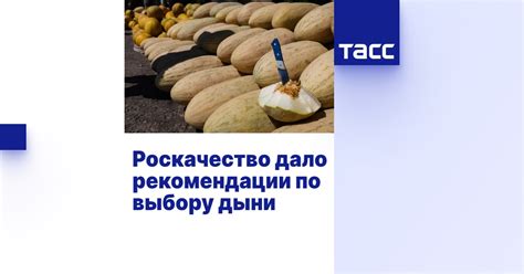 Рекомендации по введению дыни