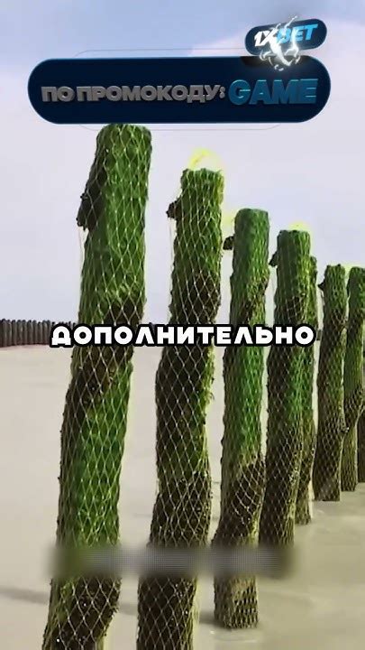 Рекомендации по употреблению мидий на гв
