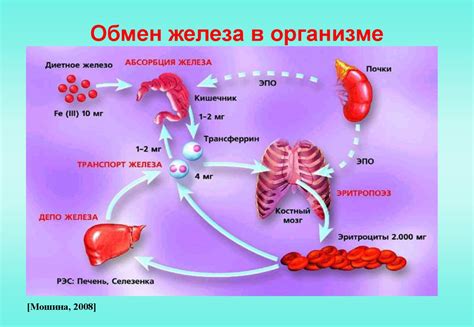 Роли железа в формировании гемоглобина