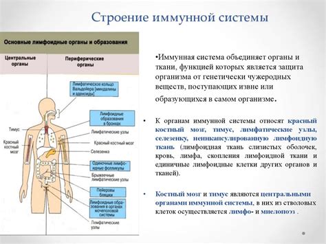 Роли иммунной системы у ребенка и взрослого в процессе передачи простуды