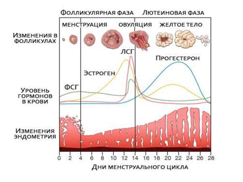 Роль веса в регуляции менструального цикла