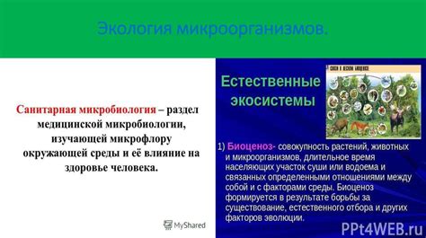 Роль выставок в распространении породы