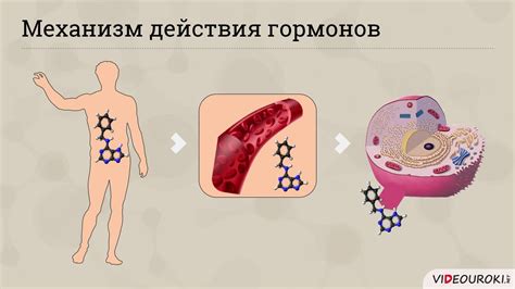 Роль гормона роста в организме