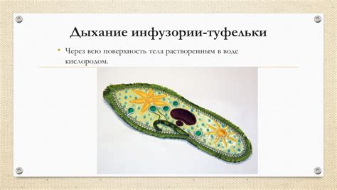 Роль мембраны инфузории туфельки в пищеварении
