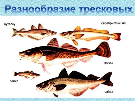 Роль пираньи в экосистеме