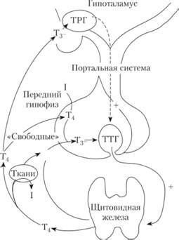 Роль щитовидной железы в регуляции дыхания