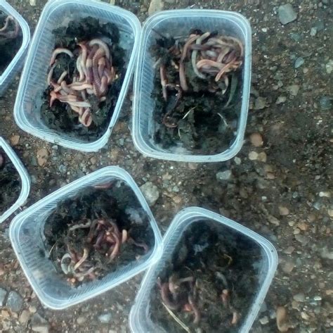 Рыбалка с использованием червей: основные правила и советы