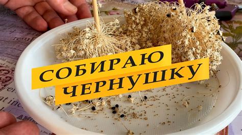 Сбор и хранение семян примулы для последующего посева