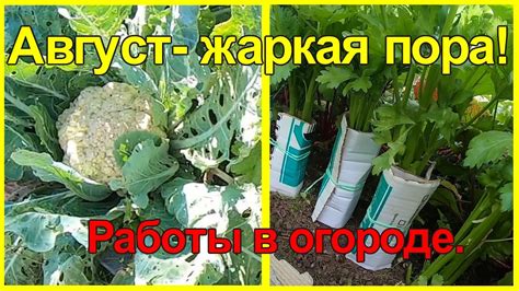 Сбор урожая и подготовка к следующему сезону