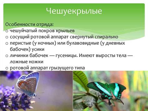 Светлячки и их важная роль в экосистеме леса