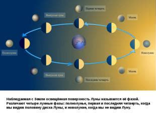 Связь активности паразитов с фазой луны