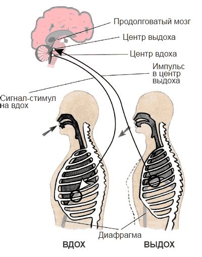 Связь между задержкой дыхания и повышением давления у людей