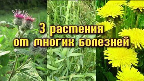 Сезонный сбор корней одуванчика, лопуха, пырея