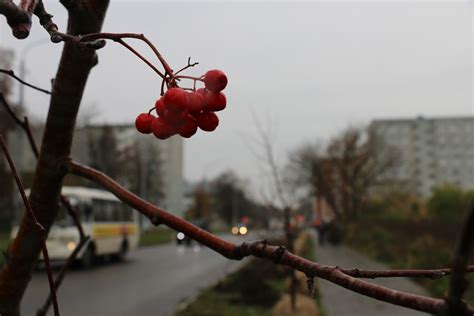 Сезон саженцев рябины в октябре
