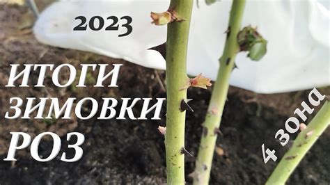 Секреты зимовки роз на средней полосе