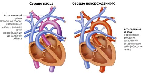 Сердечно-сосудистая система новорожденного