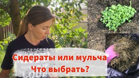 Сидераты для повышения плодородия почвы