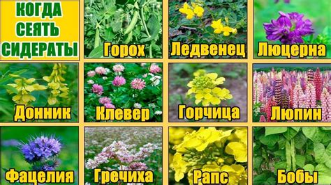 Сидераты осенью: