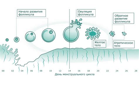 Симптоматика учащенного мочеиспускания во время овуляции