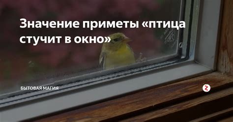 Скрывающийся смысл: птица и окно в сновидениях