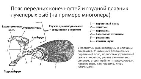 Слабость передних конечностей