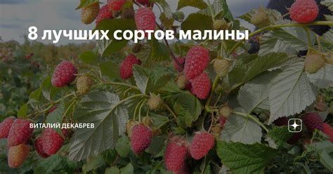 Совместимость разных сортов малины: