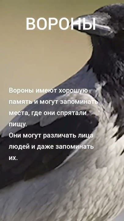 Сонеты о воронах: поэты и художники вдохновлены воронами