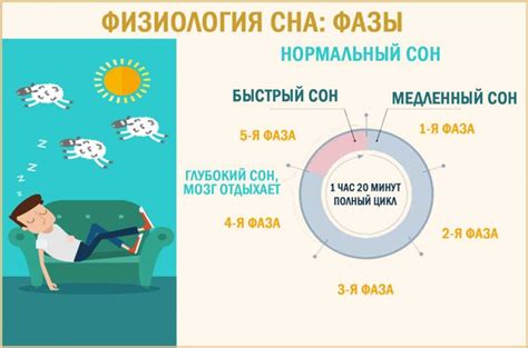 Сон собаки: основные характеристики и фазы