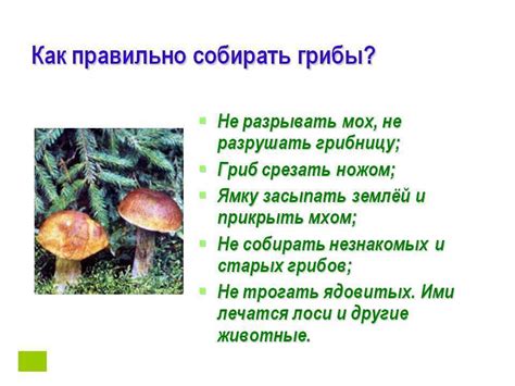 Специальные правила сбора редких видов грибов