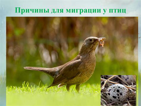 Способы ориентации птиц во время миграции