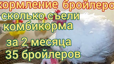 Способы подачи индюшиного комбикорма бройлерам