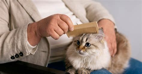 Способы ухода за котом на спине