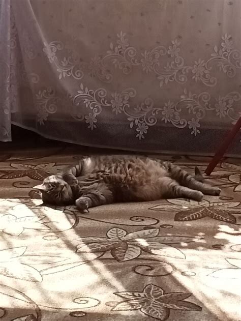 Спящая кошка: смысл и трактовка