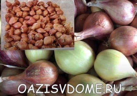 Сроки посадки шалота
