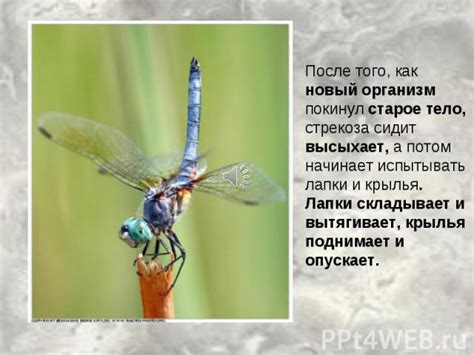 Стрекоза и ее значение в мифологии