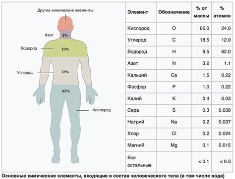 Строение тела и его влияние на модельную карьеру