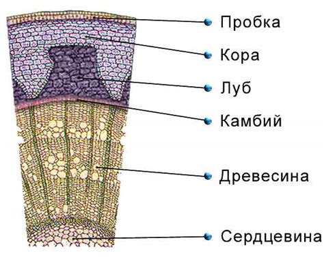 Структура и свойства сосны