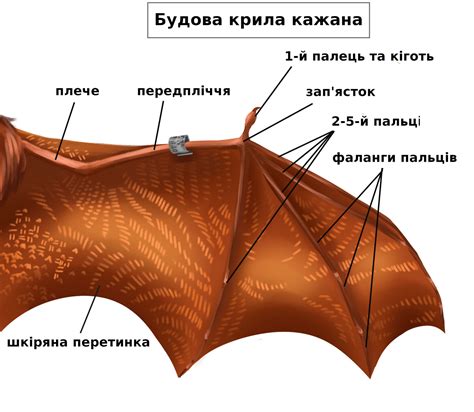 Структура лап мышей