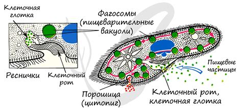 Структура мембраны инфузории туфельки