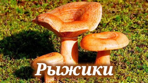 Сырые рыжики грибы: полезные свойства