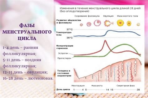 С первого дня менструации