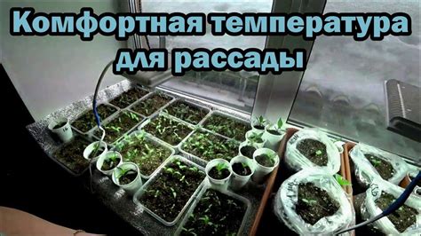 Температурный режим для выращивания рассады лобелии