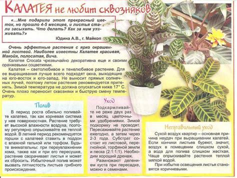 Техника пересадки и правила ухода