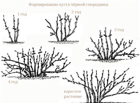 Техника подстрижки кустов смородины в осенний период