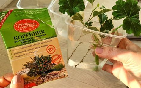 Техника сбора черенков