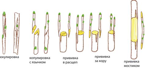 Технология прививки