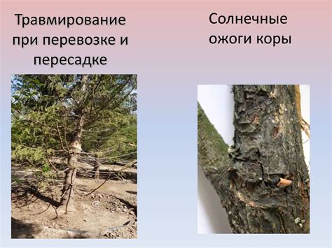 Травмирование при пересадке