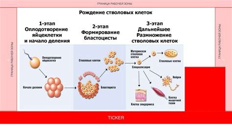 Третий этап: сбор стволовых клеток