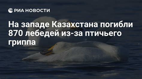 Угроза вымирания лебедей из-за охоты