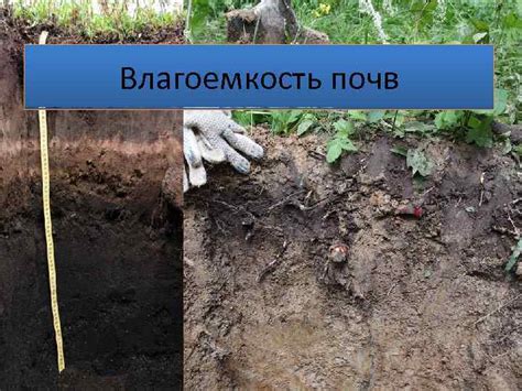 Улучшение способности почвы удерживать влагу